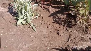 Понедельник на даче/погода отличная/рассадила васильки/