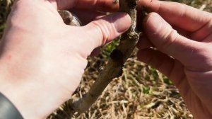 Часть 57. Он уничтожает мой сад | Вредители