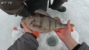 Охота на крупного окуня со льда. Ловля трофейного окуня на безмотылку. Зимняя рыбалка 25/26.