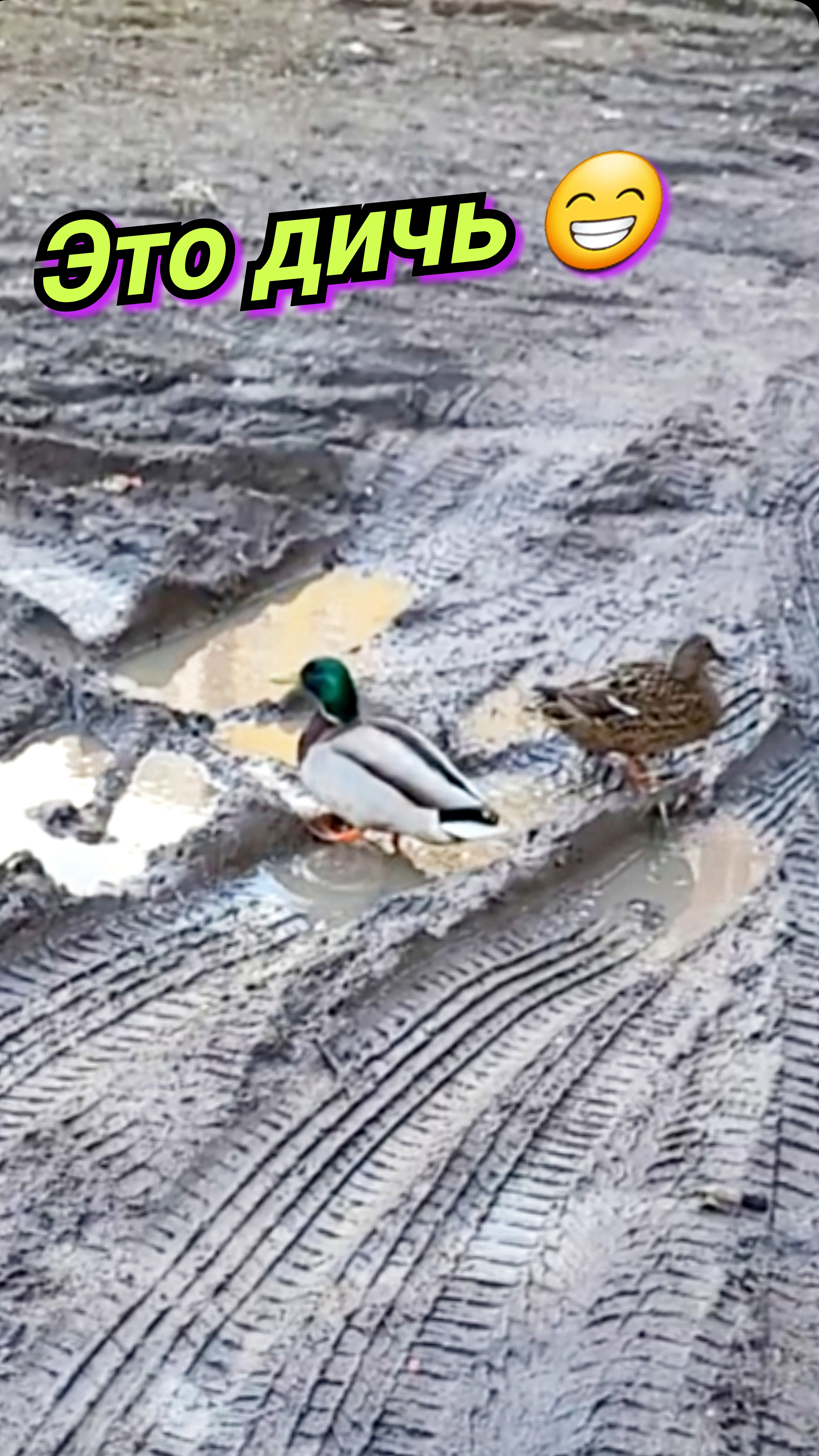 Дикая утка.