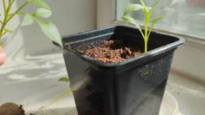 Реанимация георгина #shorts