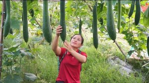 Сбор урожая зеленых кабачков для продажи на загородном рынке. Огородничество. Серия 36. Се