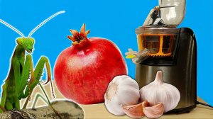 Сок из Граната и Чеснока! Печальные новости про Богомола! Бедная соковыжималка. alex boyko