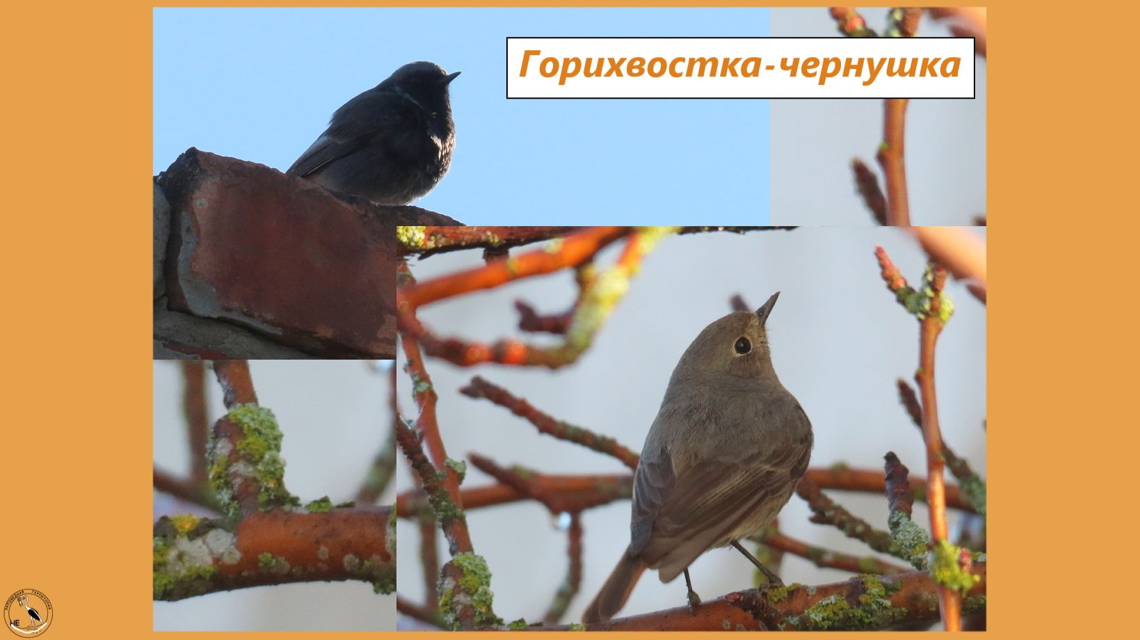 Горихвостка-чернушка и её хриплая песенка. Самец поёт самка слушает