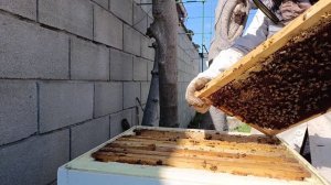 6 апреля, первый рой пошел) с роя прошлого года