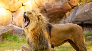 Коран на русском языке сура 006. Скот ( Аль-Анам )