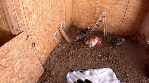 Страуса на мясо пустить  ! Самку отсадил ! ХУТОР В ЛЕСУ №973