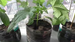 Рассаде клещевины месяц