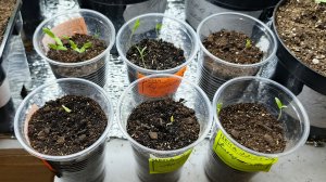 Результат повторного посева невзошедших томатов.Дело было не в семенах.