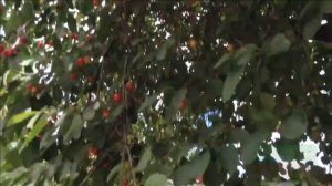 ВЕСЕННИЙ РОЗОВЫЙ РАЙ! РЕЛАКС ДЛЯ ОТДЫХА И УДОВОЛЬСТВИЯ.Г.НЕВИННОМЫССК