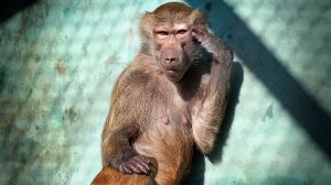 Один гамадрил БРОШЕНКА, вторая РАЗВЕДЕНКА, а анубис РАД что спинку ЧЕШУТ и булками кормят!