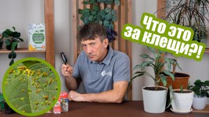 Клещи на растениях: как распознать и избавиться!