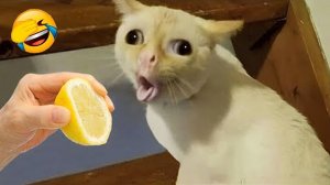 Очаровательные кошки и собаки 2026 Новые забавные животные