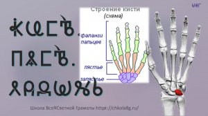 Кисти рук. Пясть. Ладонь. Этимология. ВсеЯСветная Грамота