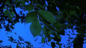 Звуки природы для медитации, сна