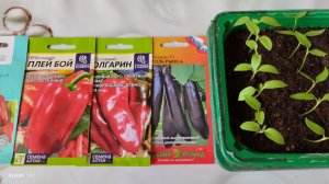 Как взошли семена сладкого перца  и баклажанов