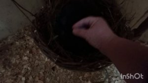 06-04-2026. Яйца есть 🙄🥚 но выбрать на инкубацию сложно.