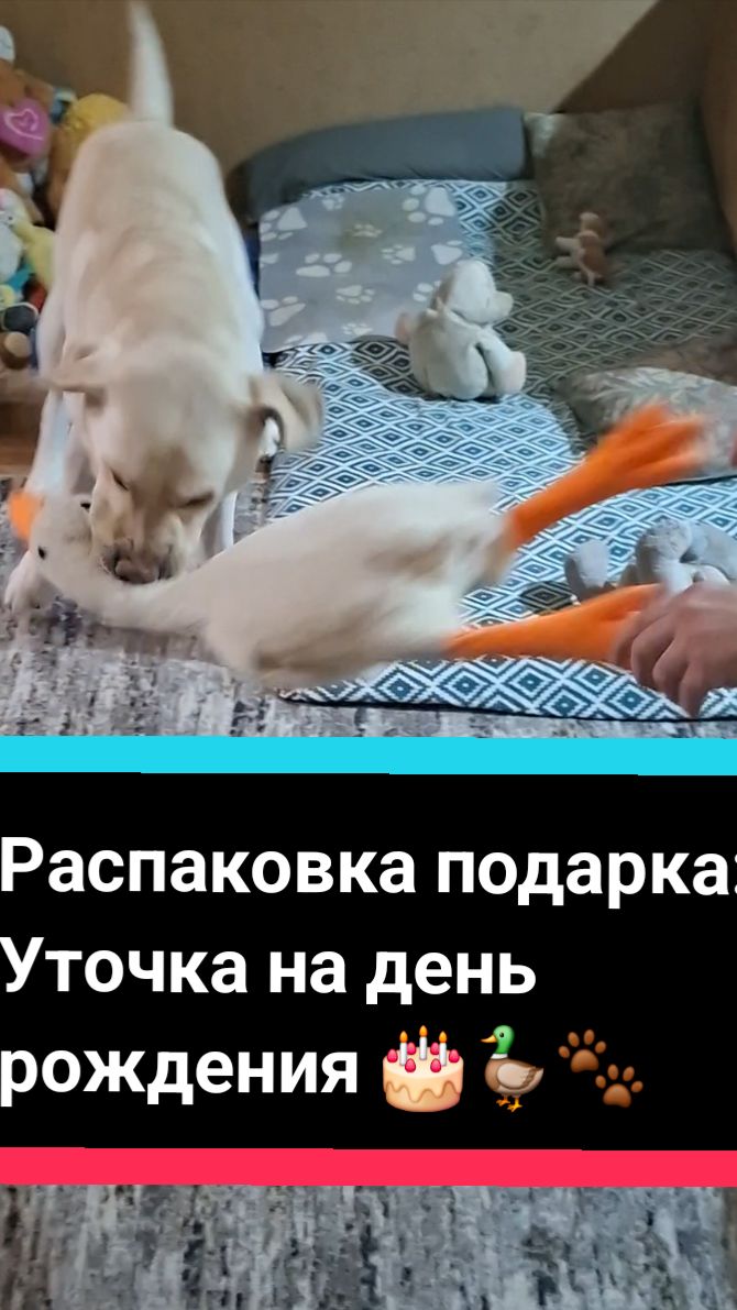 С Днем Рождения, Симбочка!🎂 Подарок для нашего именинника - Уточка! 🦆🐾