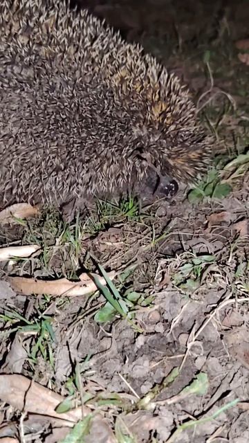 Первая встреча Хаски Джека