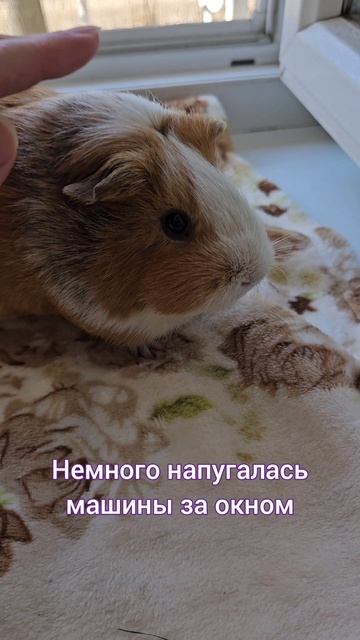 Морская свинка Белка наслаждается первым весенним теплом