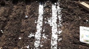 2332.  ВПЛ.25 марта 2022 г.сею астру хитрым способом.