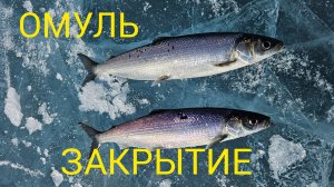 ОМУЛЬ ЗАКРЫТИЕ 2026.