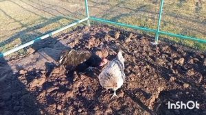 семейка Джерсийкий гигант