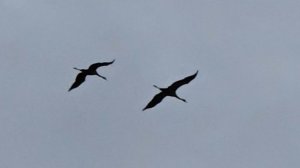 В дальнем лесу, рюкзак с трофеями и оправдавшийся прогноз