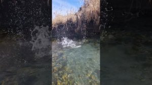 Форель на роднике.Трофей 6200кг.