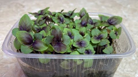 Как правильно посеять БАЗИЛИК 🌿 Лучший способ для быстрого роста