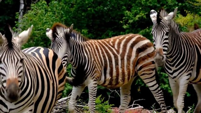 звуки животных