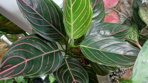 Комнатные растения🌿❤️ Уборка/ Поливочный день☀️💧💧💧