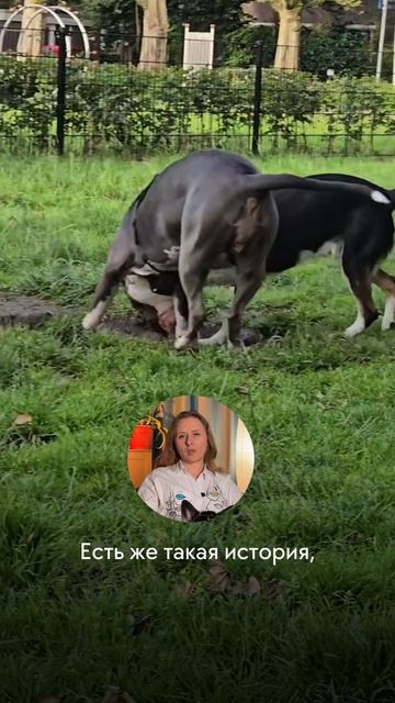 Сухой корм, глюкоза