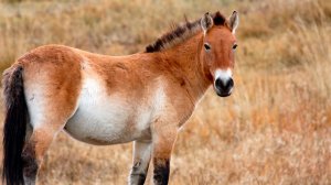 Лошадь – друг степи. Когда она стала домашним животным?