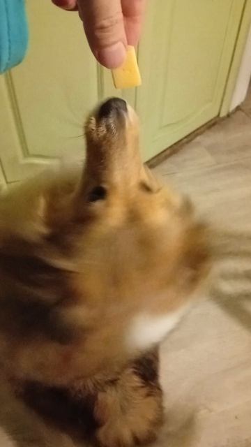 за сыр все что угодно сделает Юми шелти #собака