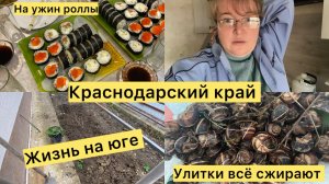 Купили дом. Как прошли выходные. Достали улитки. Каникулы закончились. Покос травы. Мои розы.