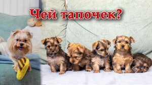 Чей тапочек?