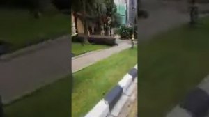 Нас встречают Малазийские бездомные