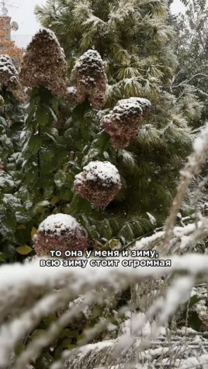 Две неочевидные причины обгорания хвойных.