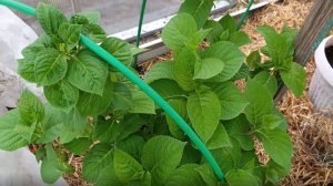 И нет мне покоя!