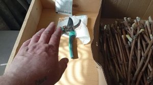 кильчевание черенков винограда