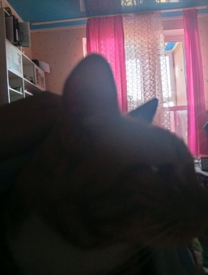 вечер с Ильёй и Лиамом