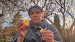 Вылезла на грядки. Ночные колобки.Встретила рассвет.