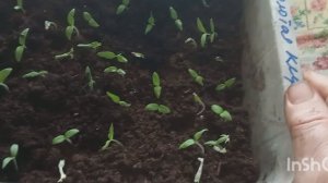 #1 Мои Помидорки