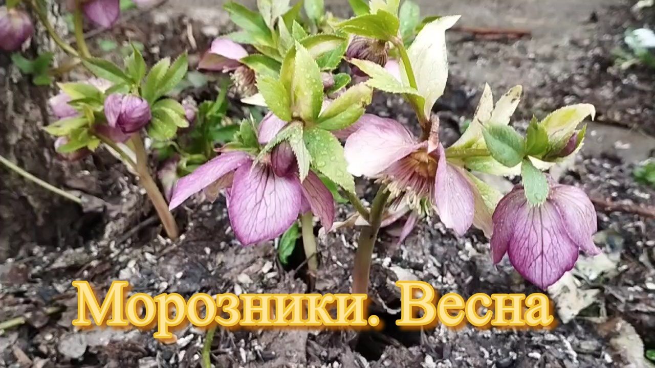 Морозник, весна