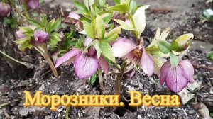 Морозник, весна
