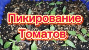 Пикирование томатов, мой опыт и технологии