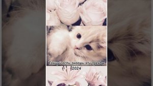 Танцуй если знаешь эти тренды 2024