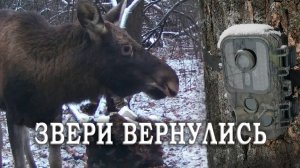 ЗИМА пришла в ЛЕС и животные вернулись / Фотоловушка в лесу
