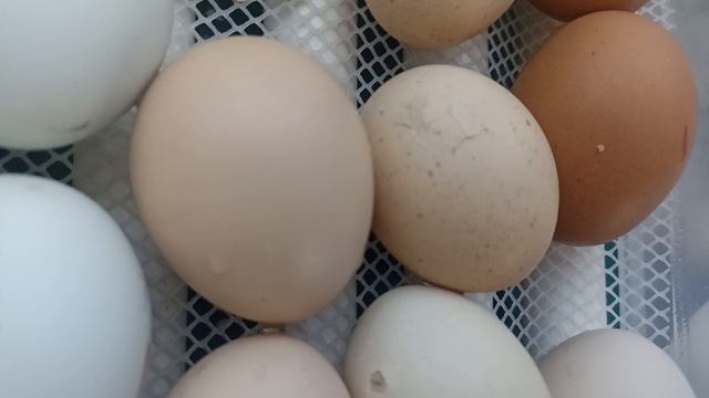 Зарождение новой жизни. Цыплята.